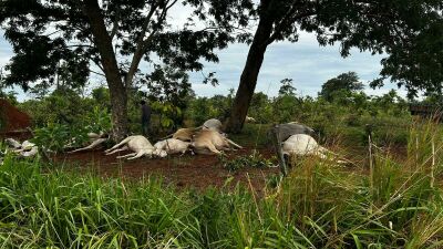 Imagem da notícia Raio cai e mata 19 cabeças de gado em fazenda na região da Serrinha em Costa Rica